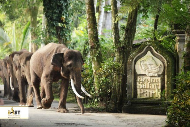 بازدید از پارک فیل‌های بالی