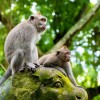 بازدید از جنگل میمون اوبود در بالی بازدید از جنگل میمون اوبود در بالی