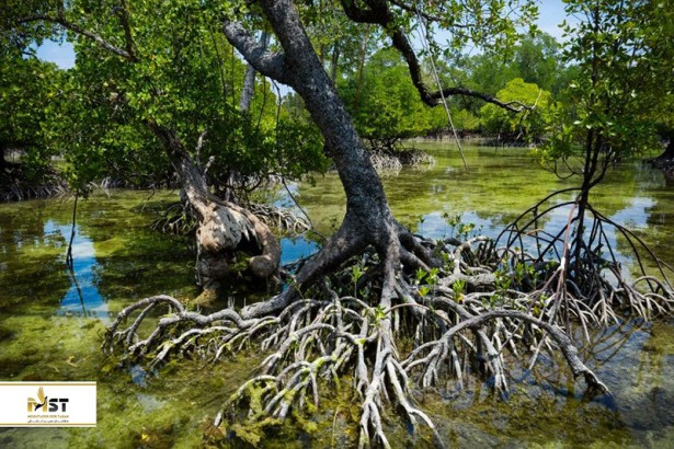شگفت‌انگیزترین درختان زیر آب در چابهار