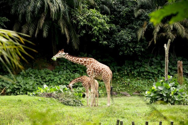 راهنمای جامع باغ وحش کوالالامپور: اطلاعات و نکات ضروری