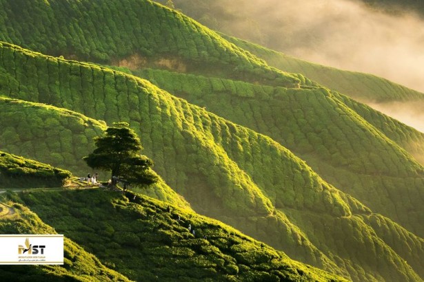 دلایلی که چرا باید با تور مالزی به ایپوه سفر کرد دلایلی که چرا باید با تور مالزی به ایپوه سفر کرد