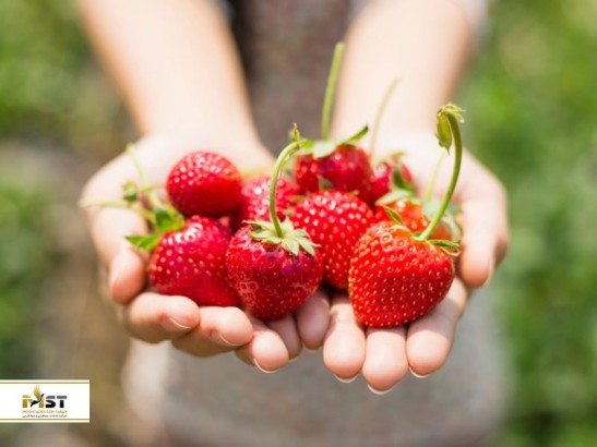 ارتفاعات کامرون مالزی، سرزمین سبز چایها و توت فرنگیها ارتفاعات کامرون مالزی، سرزمین سبز چایها و توت فرنگیها