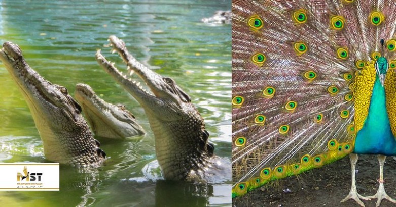 گردش در پارک کروکودیل داوائو فیلیپین گردش در پارک کروکودیل داوائو فیلیپین