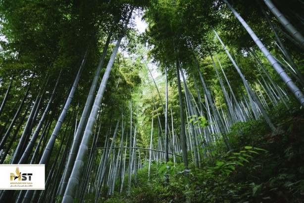 ۶ جنگل بامبو زیبا و استثنایی در چین