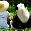پارک ملی جدید چین و بازدید از پانداهای دوست داشتنی