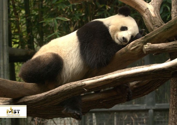 پانداهای مشهور چین که گردشگران، فقط برای دیدن آنها می‌آیند