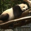 پانداهای مشهور چین که گردشگران، فقط برای دیدن آنها می‌آیند