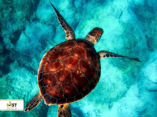 مهیج‌ترین فعالیت‌ها در پافوس قبرس