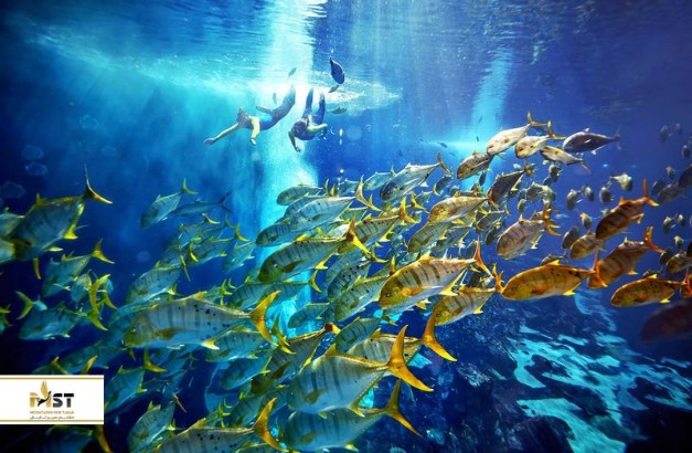 غواصی در بهترین مکان‌های دبی