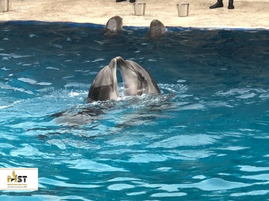 آشنایی با دلفیناریوم باتومی آشنایی با دلفیناریوم باتومی