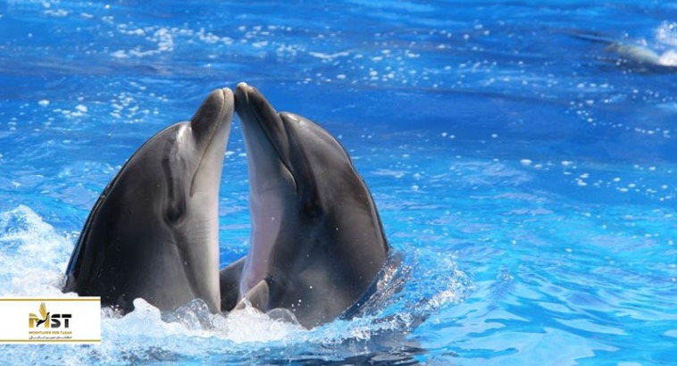 دلفیناریوم باتومی، محلی جذاب برای خانواده‌ها