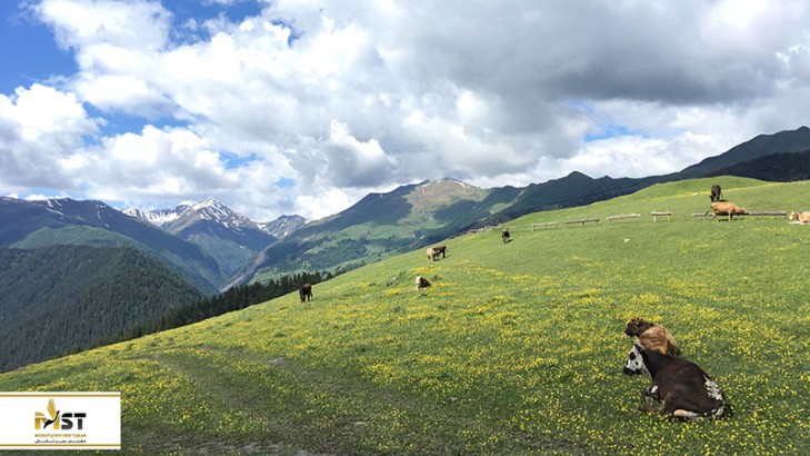 راهنمای بازدید از توشتی در گرجستان