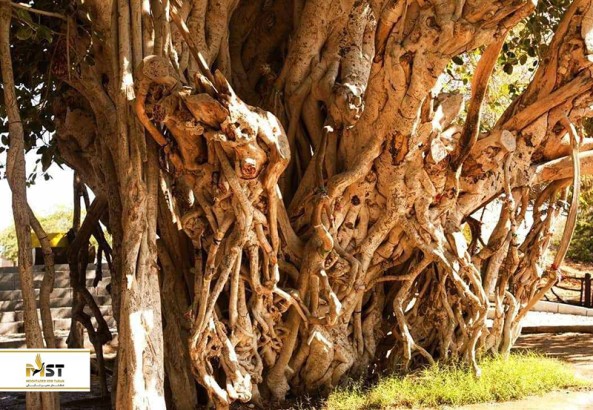 آشنایی با درخت چند صد ساله انجیر معابد قشم آشنایی با درخت چند صد ساله انجیر معابد قشم