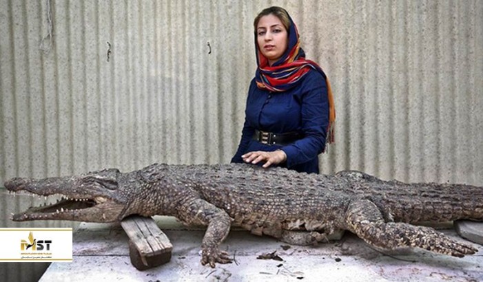 پارک کروکودیل قشم یکی از جذابترین پارکهای ایران پارک کروکودیل قشم یکی از جذابترین پارکهای ایران