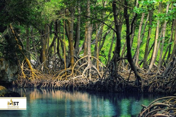 ۵ نکته جالب در بازدید از جنگل حرا قشم