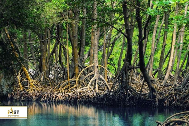 گردشی بهاره در سفر به قشم