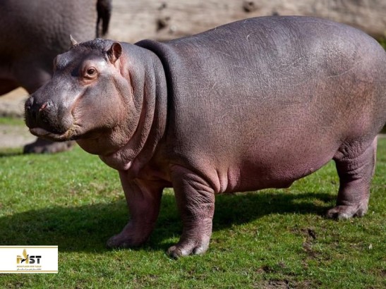 گردش خانوادگی در باغ وحش جیپور گردش خانوادگی در باغ وحش جیپور