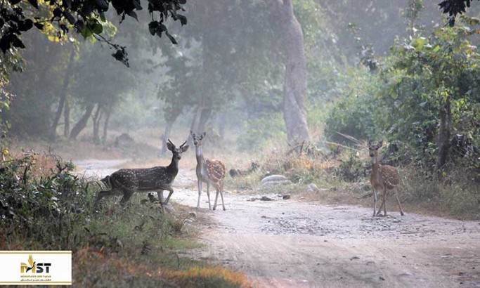 پارک های ملی هند پارک های ملی هند