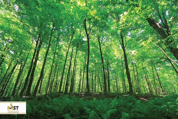 جنگلها و درههای خوفناک ایران! جنگلها و درههای خوفناک ایران!