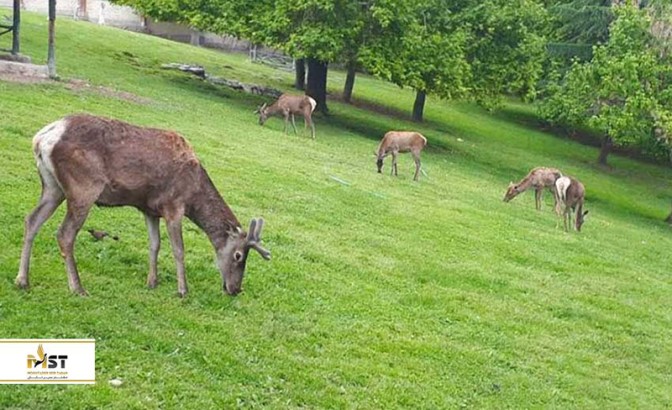 معرفی باغ وحشهای جذاب ایران معرفی باغ وحشهای جذاب ایران