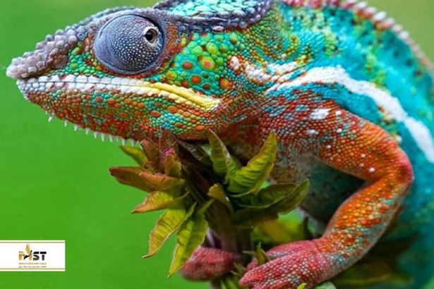 نمایشگاه هیجان انگیز خزندگان کیش