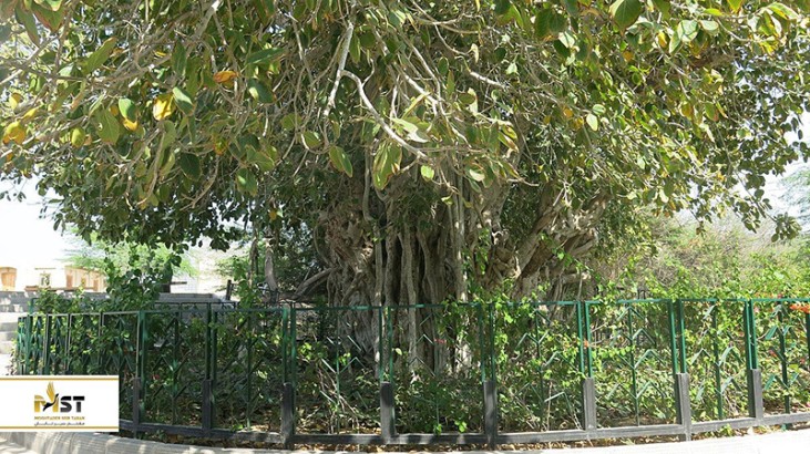 بازدید از درخت انجیر معابد در تور کیش بازدید از درخت انجیر معابد در تور کیش