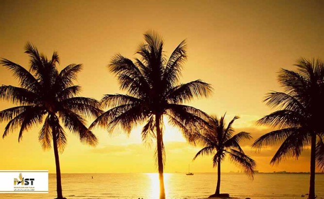 بازدید از ۴ نخلستان زیبای کیش