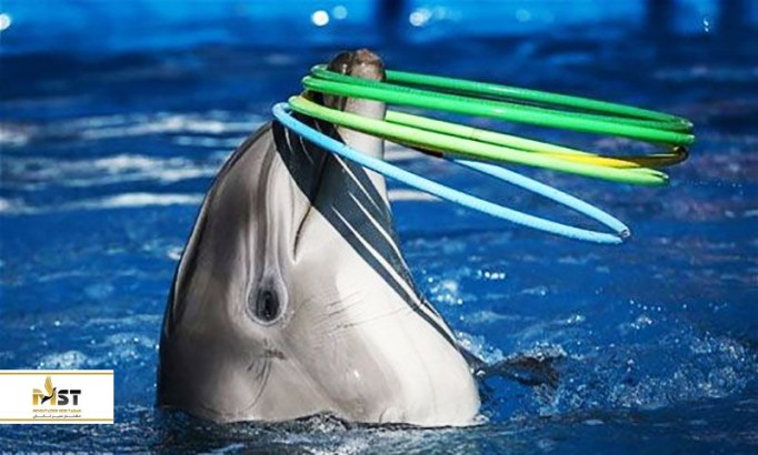 بازدید از پارک جذاب دلفینهای کیش بازدید از پارک جذاب دلفینهای کیش