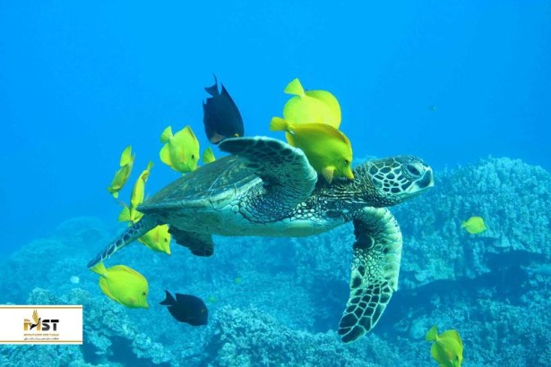 بازدید از حیات وحش متنوع جزیره کیش بازدید از حیات وحش متنوع جزیره کیش