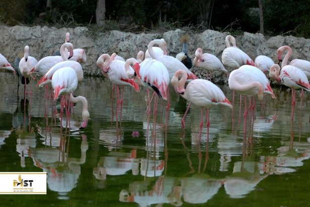 معرفی باغ پرندگان و آکواریوم جزیره کیش؛ جهان آسمانها و دریاها معرفی باغ پرندگان و آکواریوم جزیره کیش؛ جهان آسمانها و دریاها