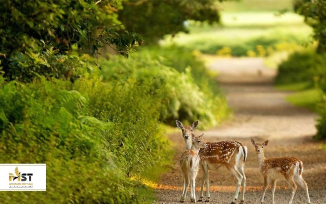 حیات وحش کیش را بیشتر بشناسید