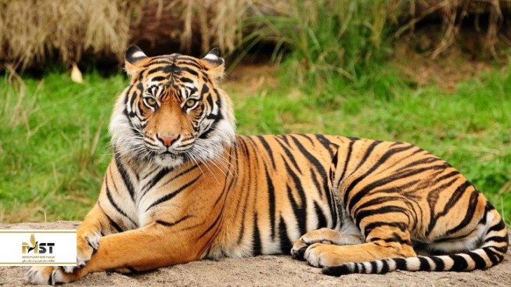 آشنایی با باغ وحش وکیل آباد مشهد 