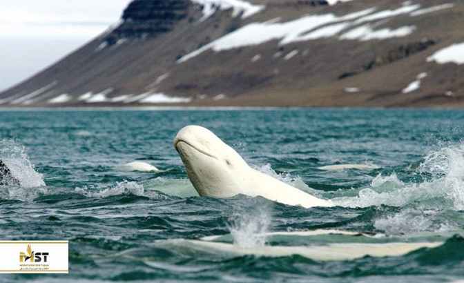 معرفی و آشنایی با زیباترین جزایر روسیه