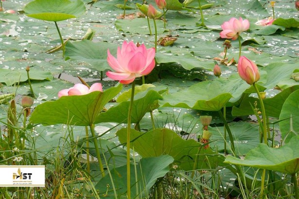 تماشای نیلوفرهای آبی در نقاط مختلف روسیه