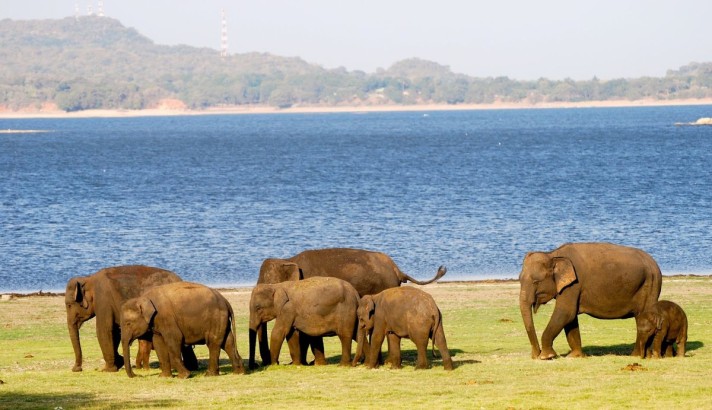 فیل سواری در سریلانکا فیل سواری در سریلانکا