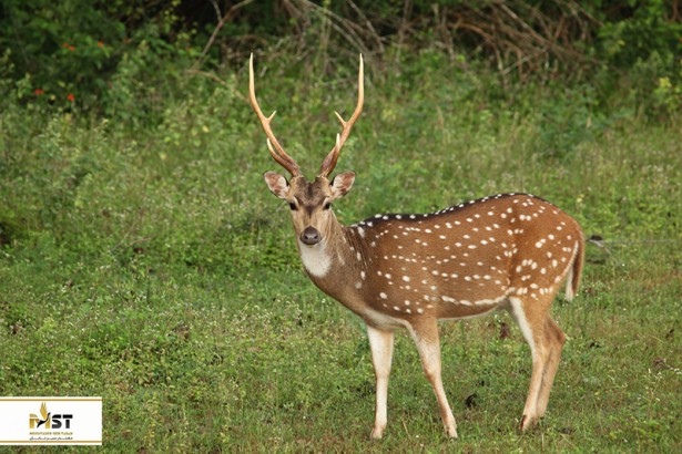 بازدید از حیات وحش سریلانکا