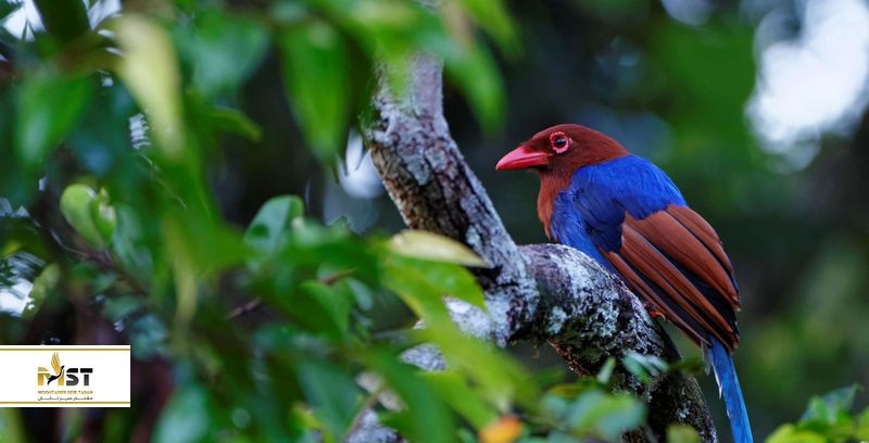 بازدید متعهدانه از حیوانات در سریلانکا