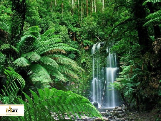 در طبیعت بکر جنگل استوایی Sinharaja هیجان را تجربه کنید