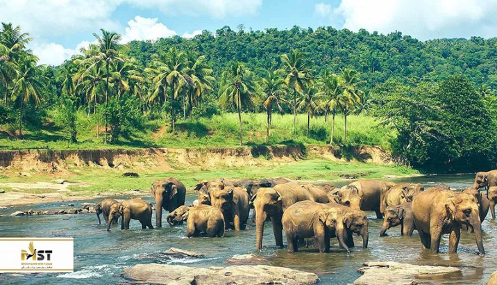 راهنمای کامل شرکت در سافاری در سریلانکا