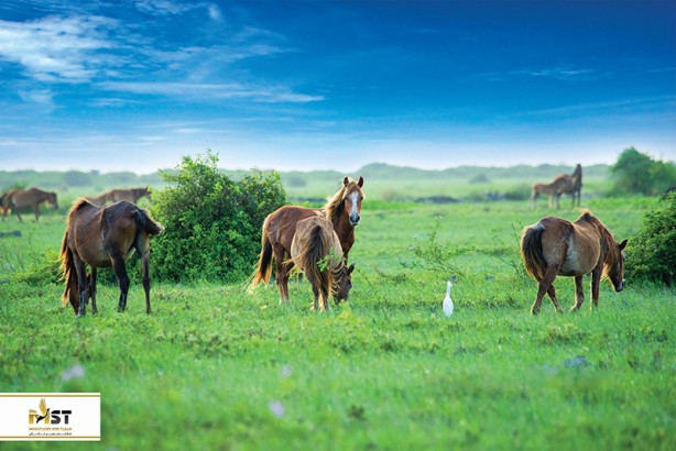 زیباترین جزایر سریلانکا را بشناسید