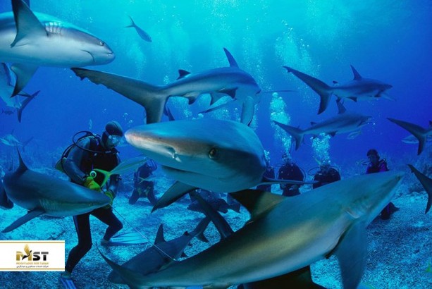 ۶ جزیره‌ی زیبای تایلند برای تجربه‌ی زیستن در دنیای زیر آب‌