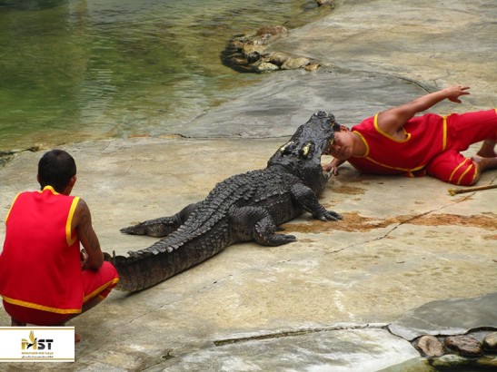 بازدید از مزرعه تمساح بانکوک