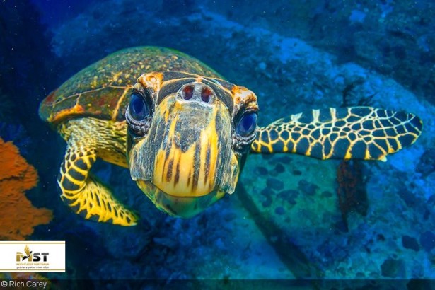 همه چیز دربارهی غواصی تفریحی در تایلند همه چیز دربارهی غواصی تفریحی در تایلند