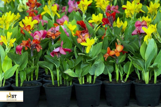 بهترین بازارهای چیانگ مای تایلند