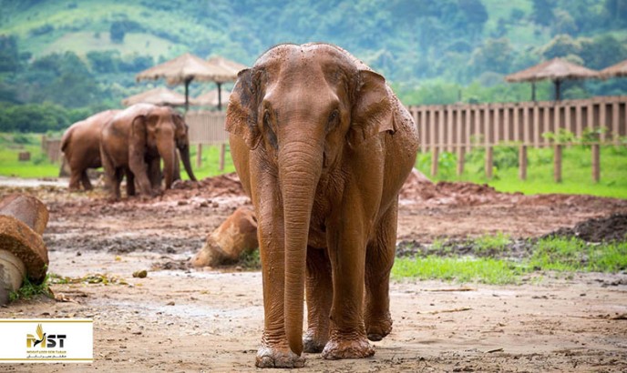 راهنمای گردشی جذاب در چیانگ مای