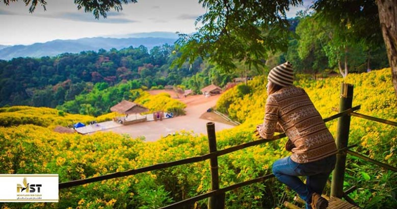 سفر به سرزمین شکوفههای گیلاس تایلند سفر به سرزمین شکوفههای گیلاس تایلند