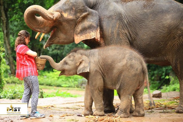 یک روز از عمرتان را با فیل‌های تایلند زندگی کنید تا برای همیشه عاشق‌شان شوید