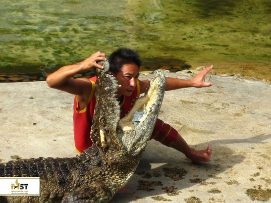 هیجان در مزرعه کروکودیل‌های پاتایا