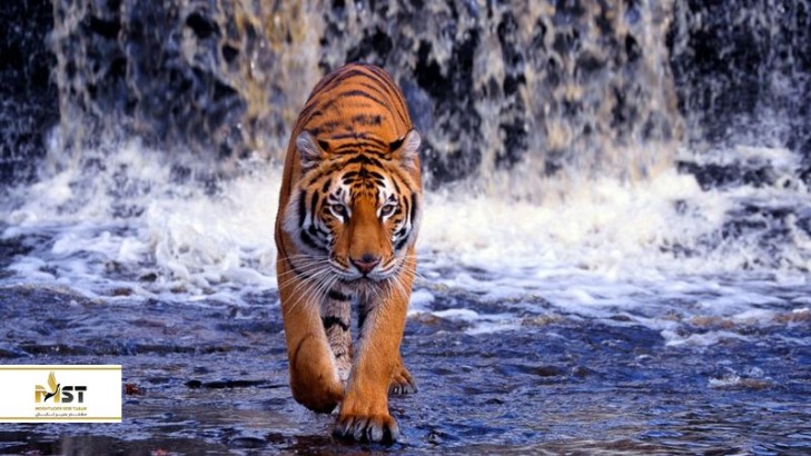 تور تایلند، فرصتی ناب برای بازدید از قلمرو ببرهای پوکت تور تایلند، فرصتی ناب برای بازدید از قلمرو ببرهای پوکت