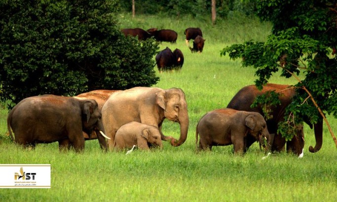 سفری بهاری به پارک‌های ملی تایلند 